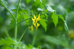花は黄色いミニトマト