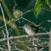 ウグイス　地鳴き