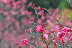 梅の花 咲き出した