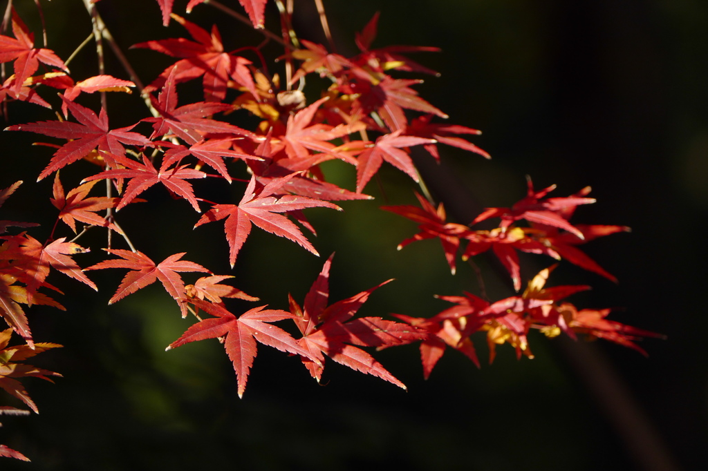 紅葉、来年も楽しみに　（12/27撮影）