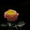薔薇