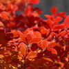 午後の紅
