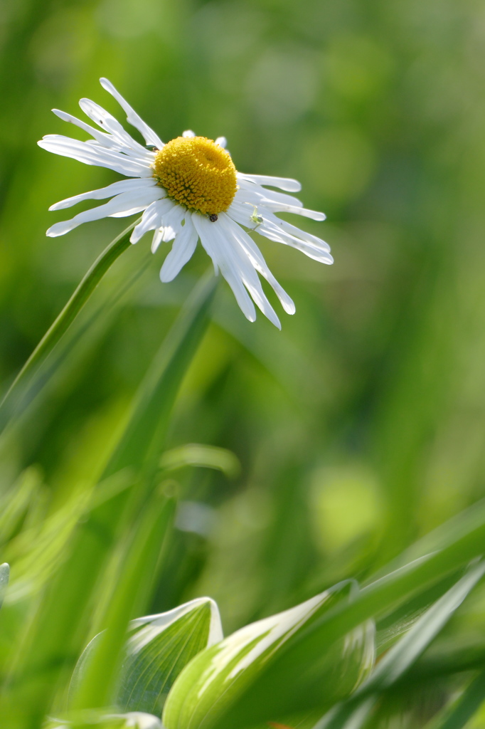不揃いなれど｡｡｡