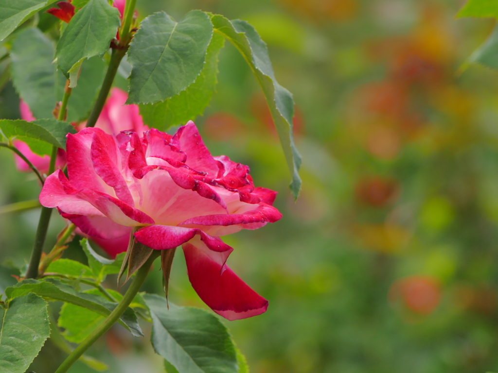 薔薇（2）