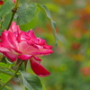 薔薇（2）
