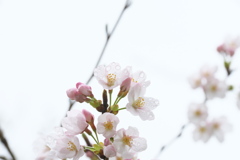 春の雨