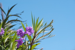 夏空に咲く