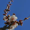 冬の白梅
