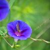 オーシャンブルーの蜜は美味しいかい？