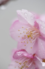 葵桜　早春の小雨（3）