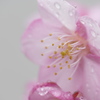 葵桜　早春の小雨（3）