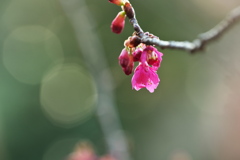 寒緋桜