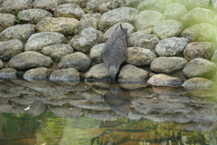 水辺で ちゅっちゅ｡｡｡生き返るわ ♡