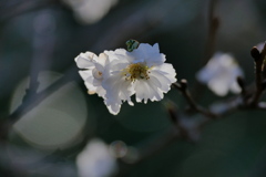 冬の桜　