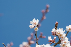 枝垂れ桜