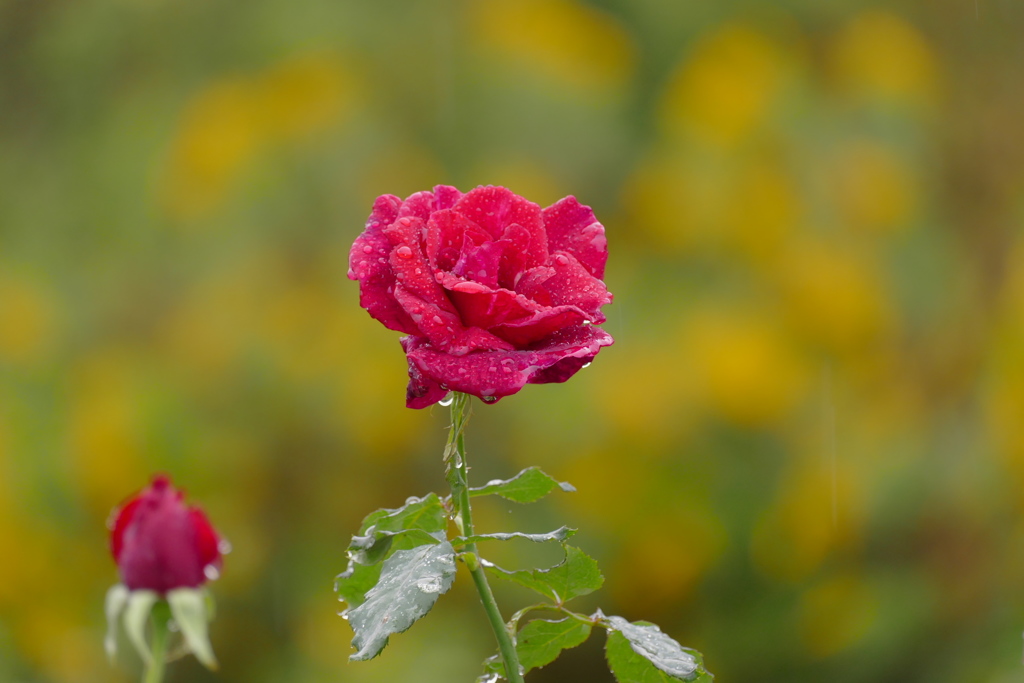 紅薔薇の雨