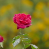 紅薔薇の雨