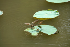 来年春には元気に飛び回ってね