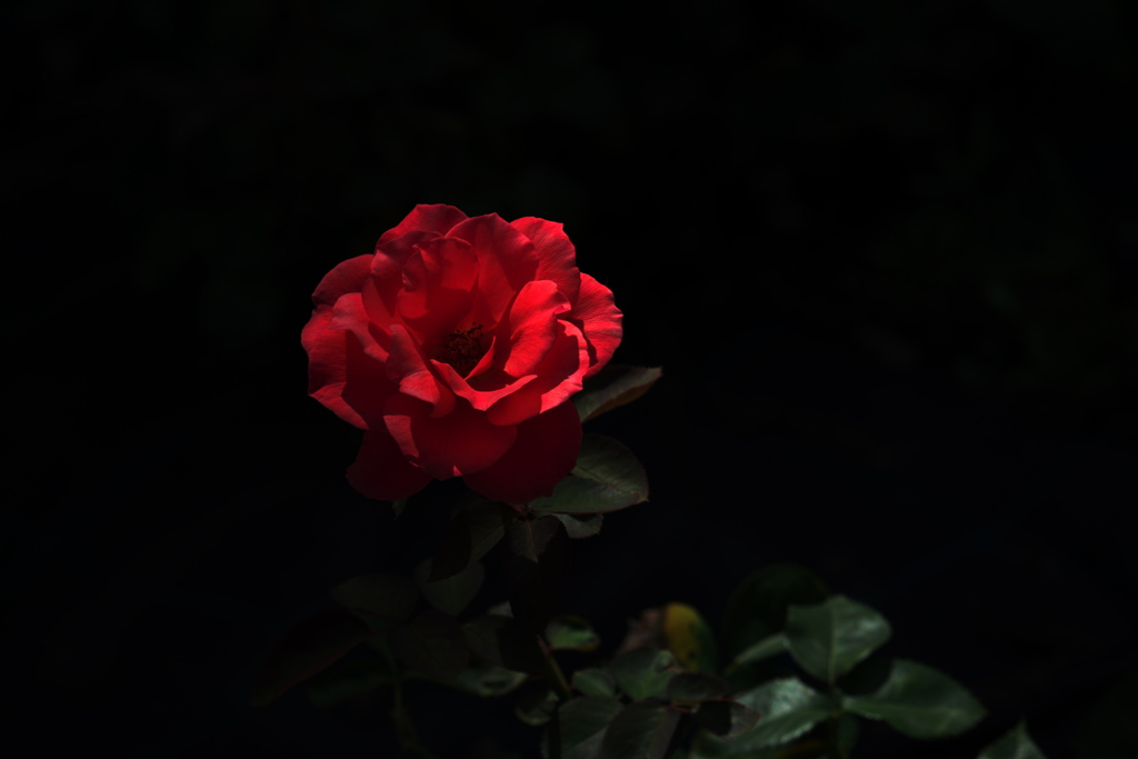 Red Rose