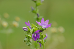 野の花