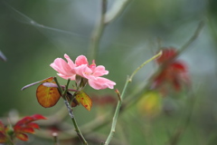 秋を待つ｡｡｡薔薇一輪