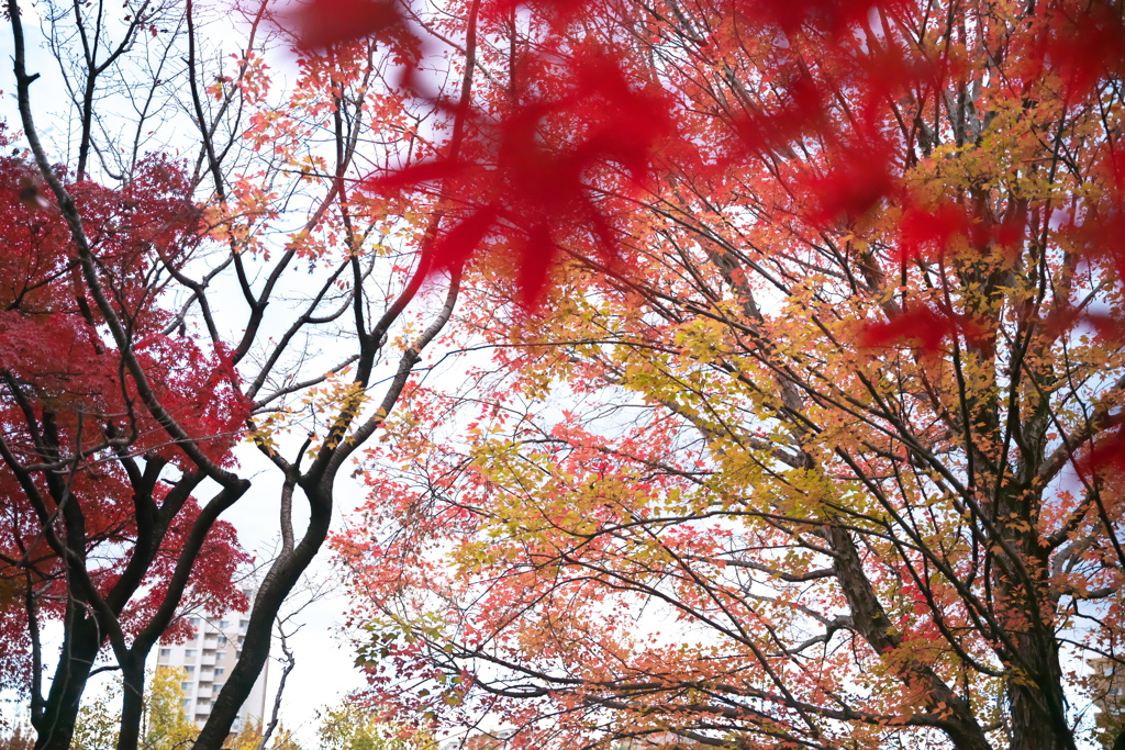 公園の紅葉