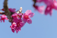 春空の寒緋桜
