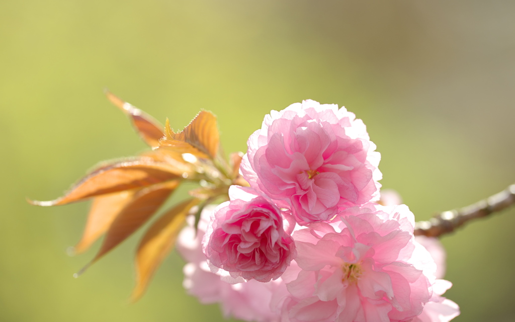 八重の桜