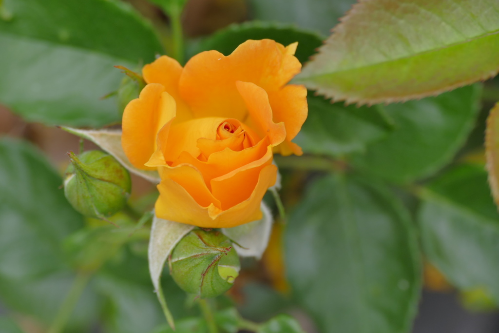 若き黄色の薔薇