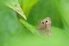 ヒメウラジャノメ