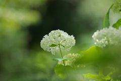 こちらは花園の｡｡｡