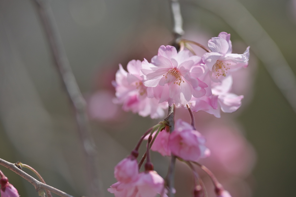 枝垂れの桜