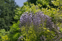 山の藤花