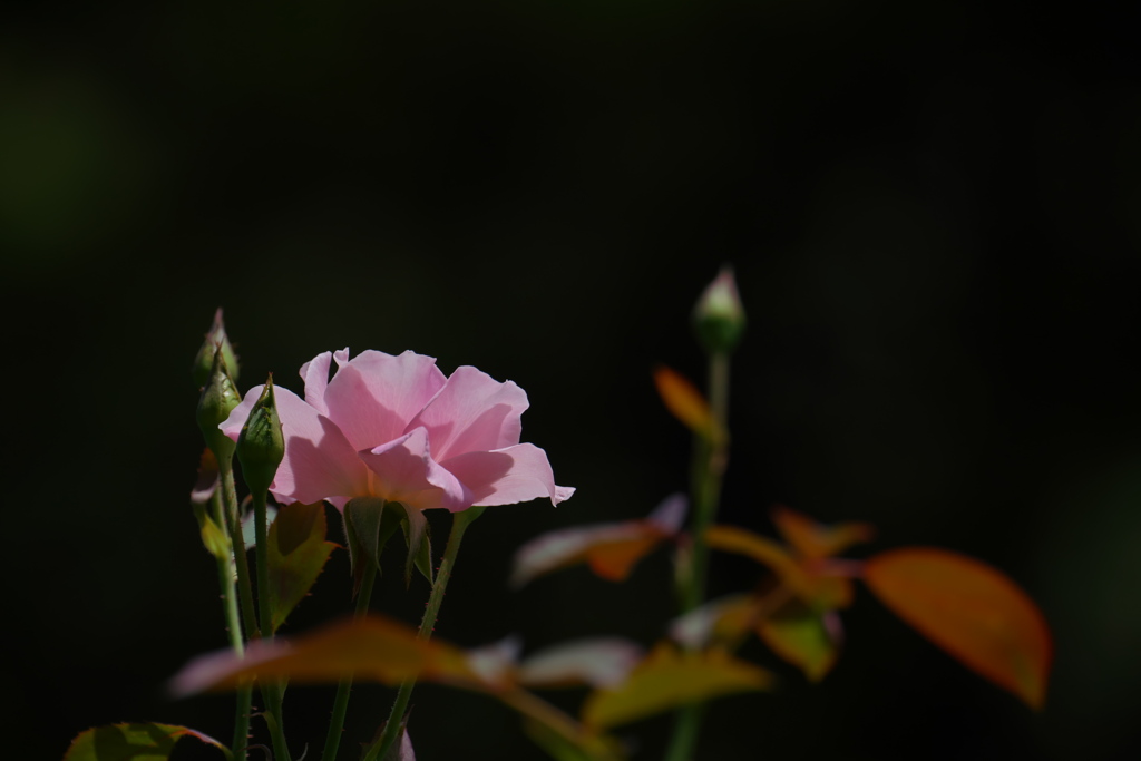 真夏の薔薇