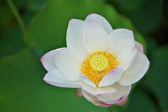 白蓮