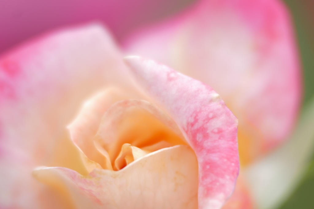 薔薇（4）