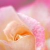 薔薇（4）