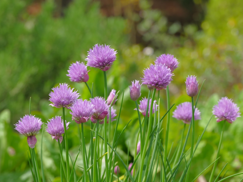 ハーブ　チャイブ（ユリ科）