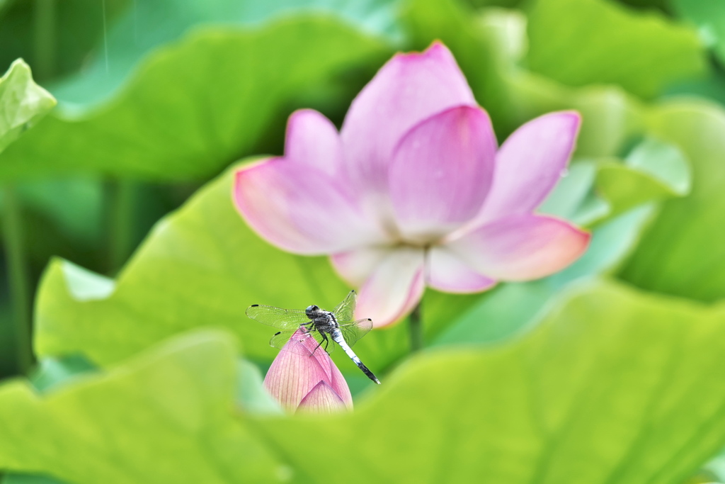 花と｡｡｡　トンボ