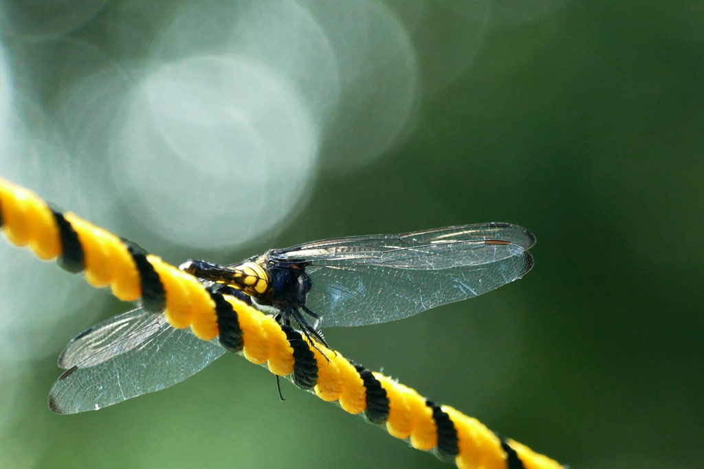 擬態｡｡｡(@_@。