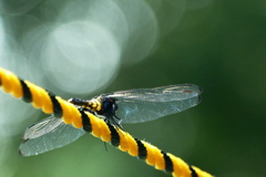 擬態｡｡｡(@_@。