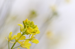 海岸沿いの菜の花