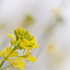 海岸沿いの菜の花