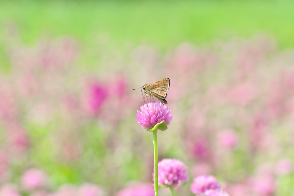 しあわせ～