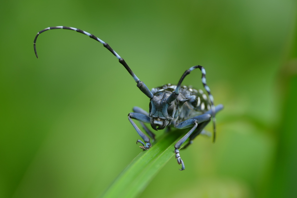 ひっそり草陰 ゴマダラカミキリ