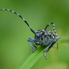 ひっそり草陰 ゴマダラカミキリ