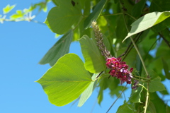 葛の花