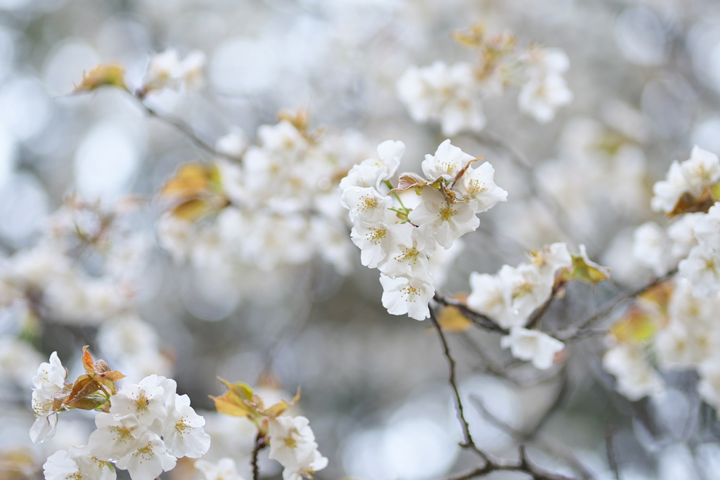 山桜