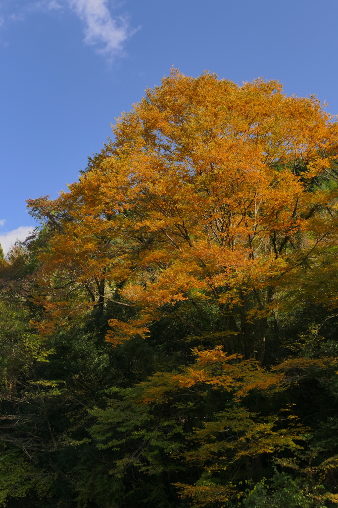 山里の黄葉