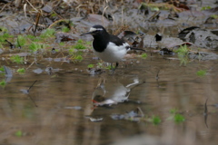 水辺の野鳥（3）セグロセキレイ
